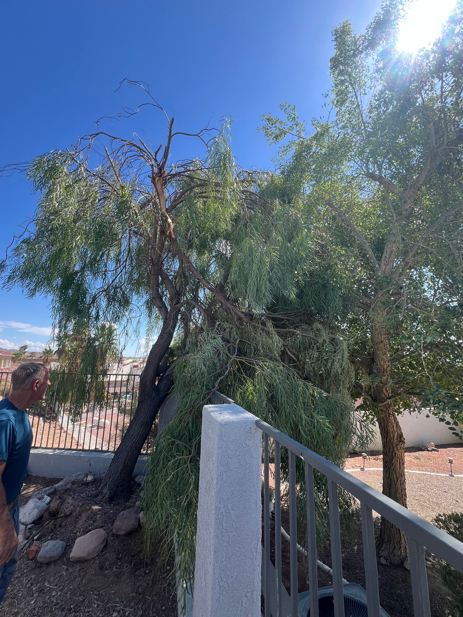 Shrub Trimming for Top Notch Landscape Services LLC in Mohave Valley, AZ