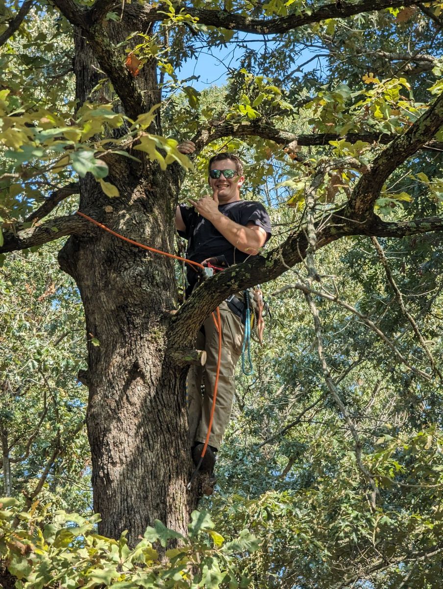 Tree Trimming for Affordable Tree Service TN in White House, TN