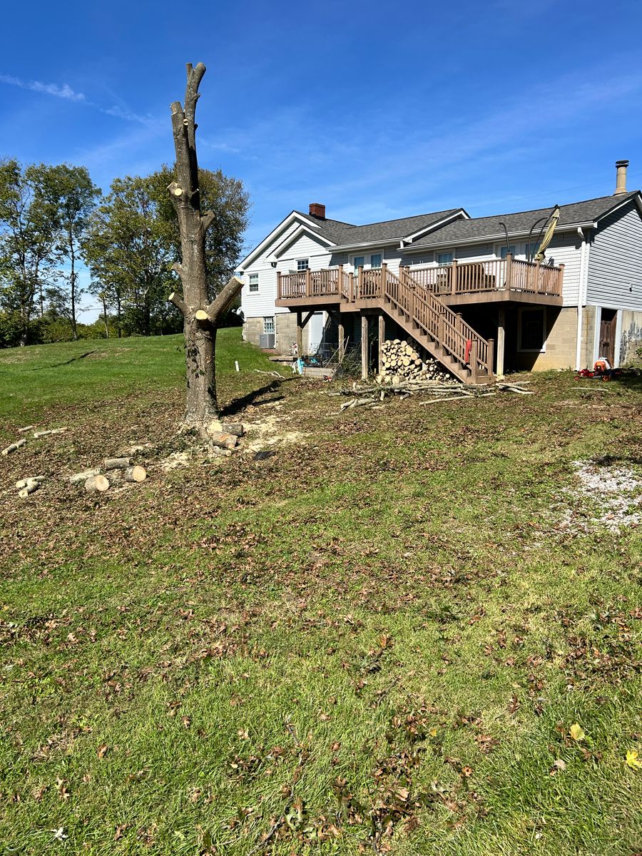 Tree Removal for Terra Steel Creations in Independence, KY