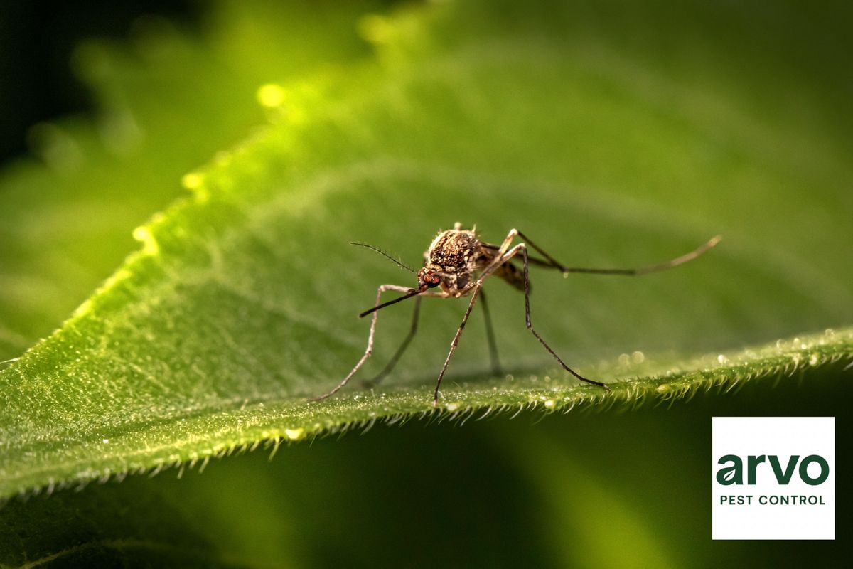 Mosquito Control for Arvo Pest Control in Sandy, UT