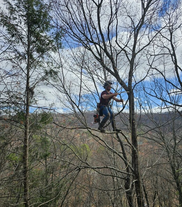 Vista Pruning for Settle Tree Services in Knoxville, TN