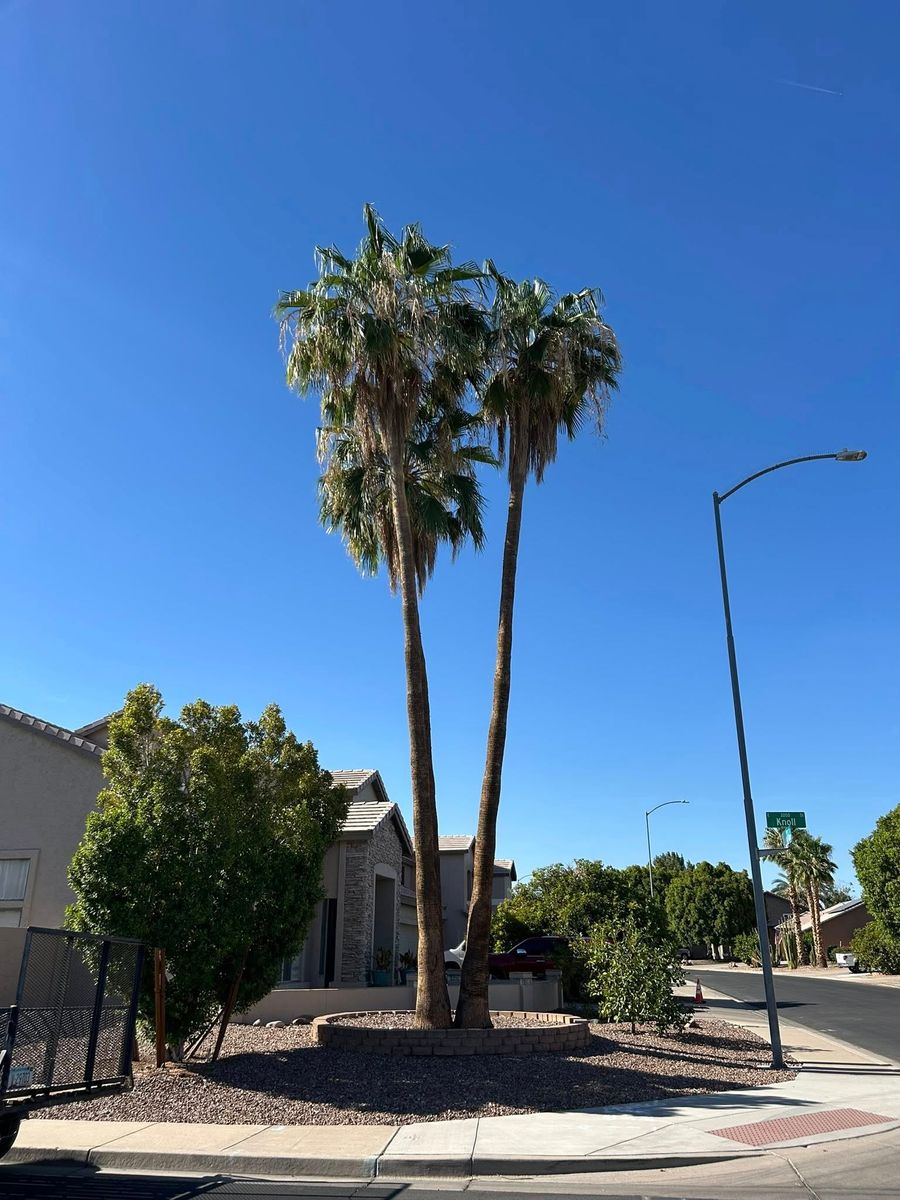 Palm Tree Trimming for Copperhead Solution in Phoenix, Arizona