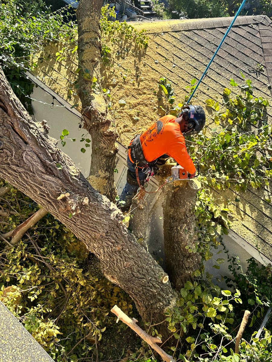 Tree Trimming for Cross Family Tree Service in Kearney, MO