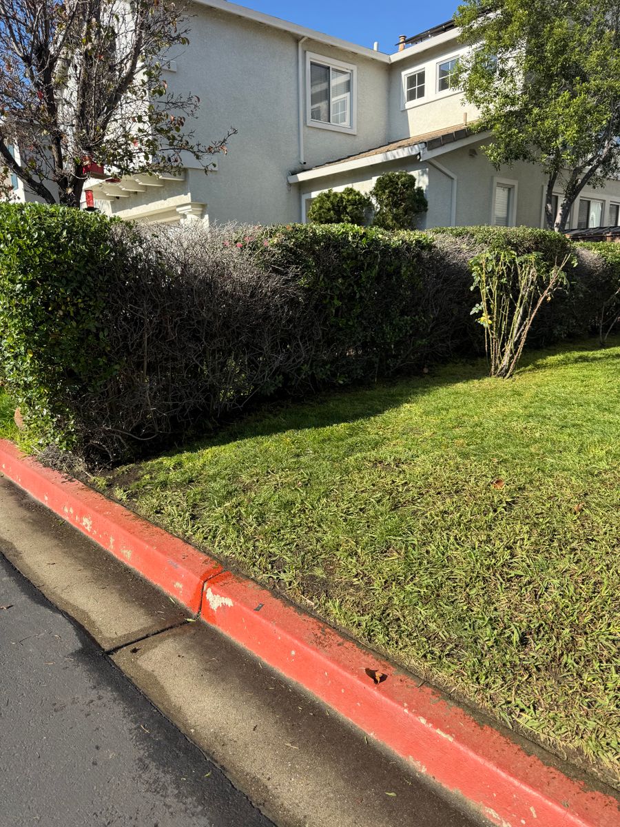 Shrub Trimming for CBA Landscaping in Hayward, CA