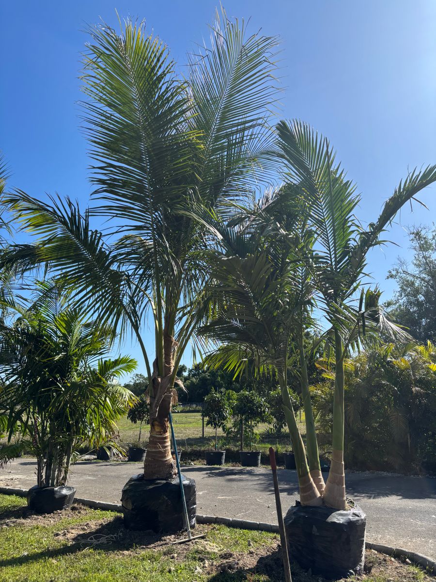 Plant Installation for Lawn Caring Guys in Cape Coral, FL