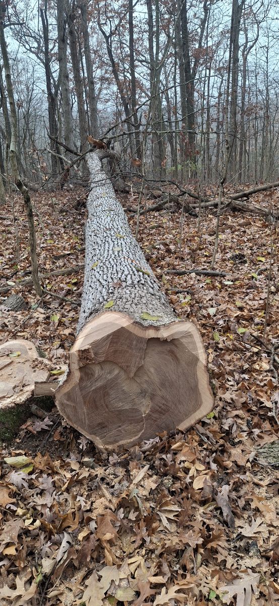 Timber Management for God's Country Timber Management in Hillsdale, MI