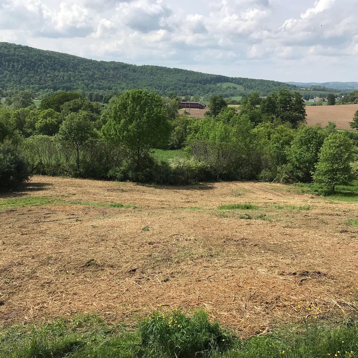 Tree Removal for Old South Grading in Glade Valley, NC