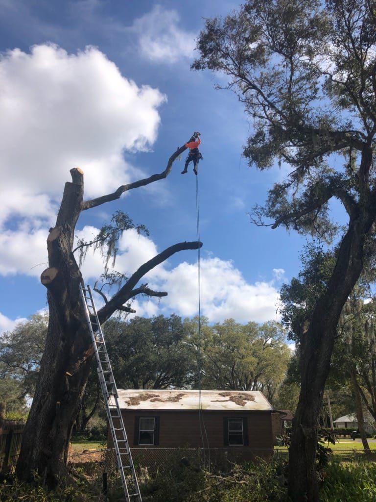 Demolition for Ultimate Tree and Landscape Services LLC in Mulberry, FL