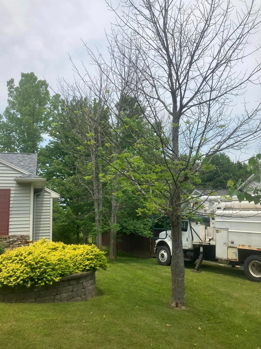 Tree Removal for Lovenguth Logging and Tree Service in West Monroe, NY