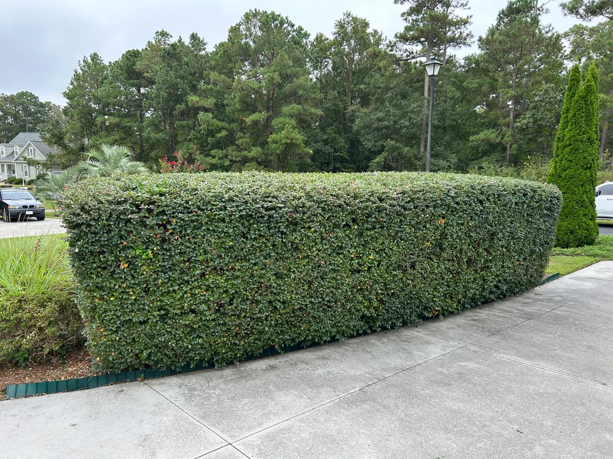 Shrub trimming for Top Notch Landscape in Sneads Ferry, NC