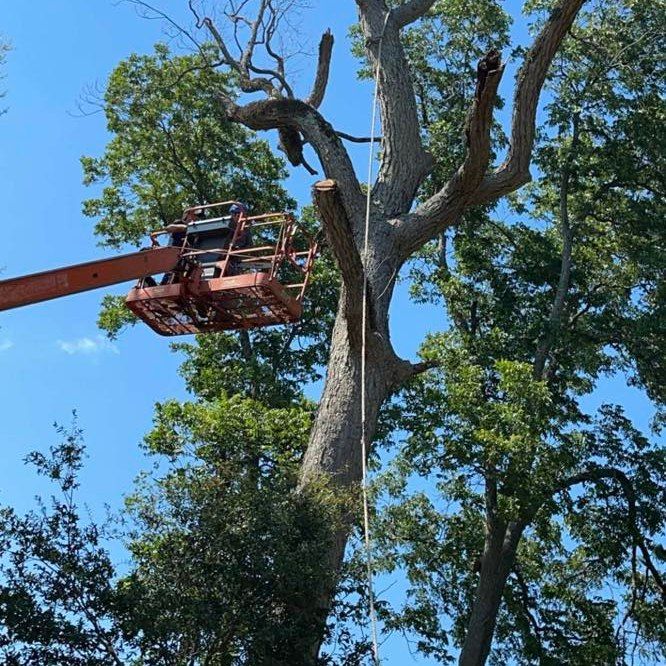 Tree Trimming for Morace Tree Service in Natchez,,  MS