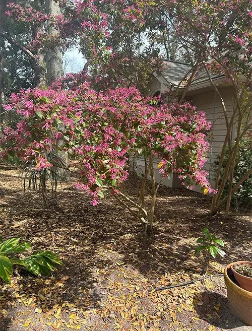 Tree Trimming & Removal for R Merkli Inc. in Mount Vernon , VA