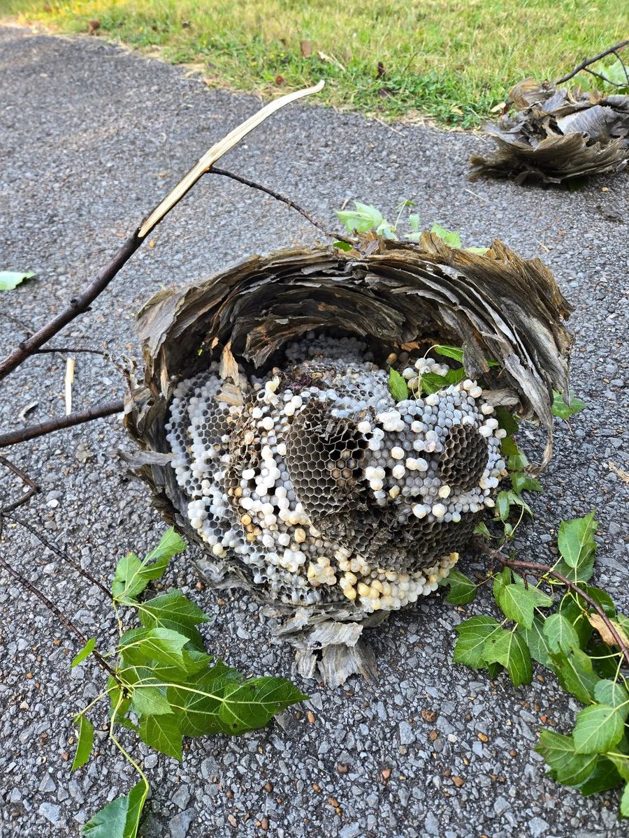 Residential Pest Control for Bug Blasterz LLC in Huntsville, AL