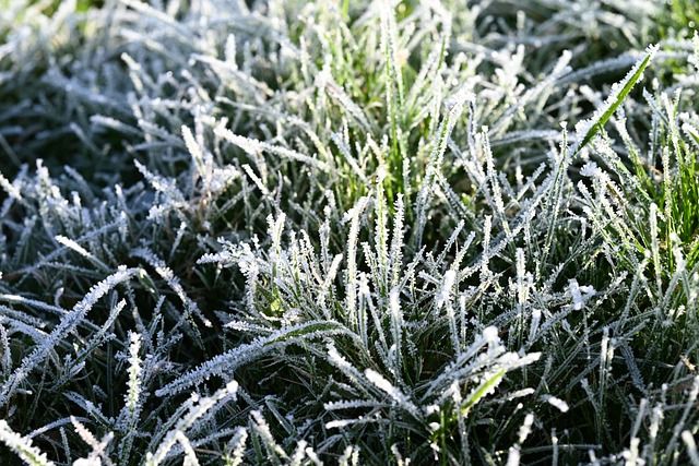 Vegetation Control for Kathleen's Lawn & Shrub Care in Augusta, GA