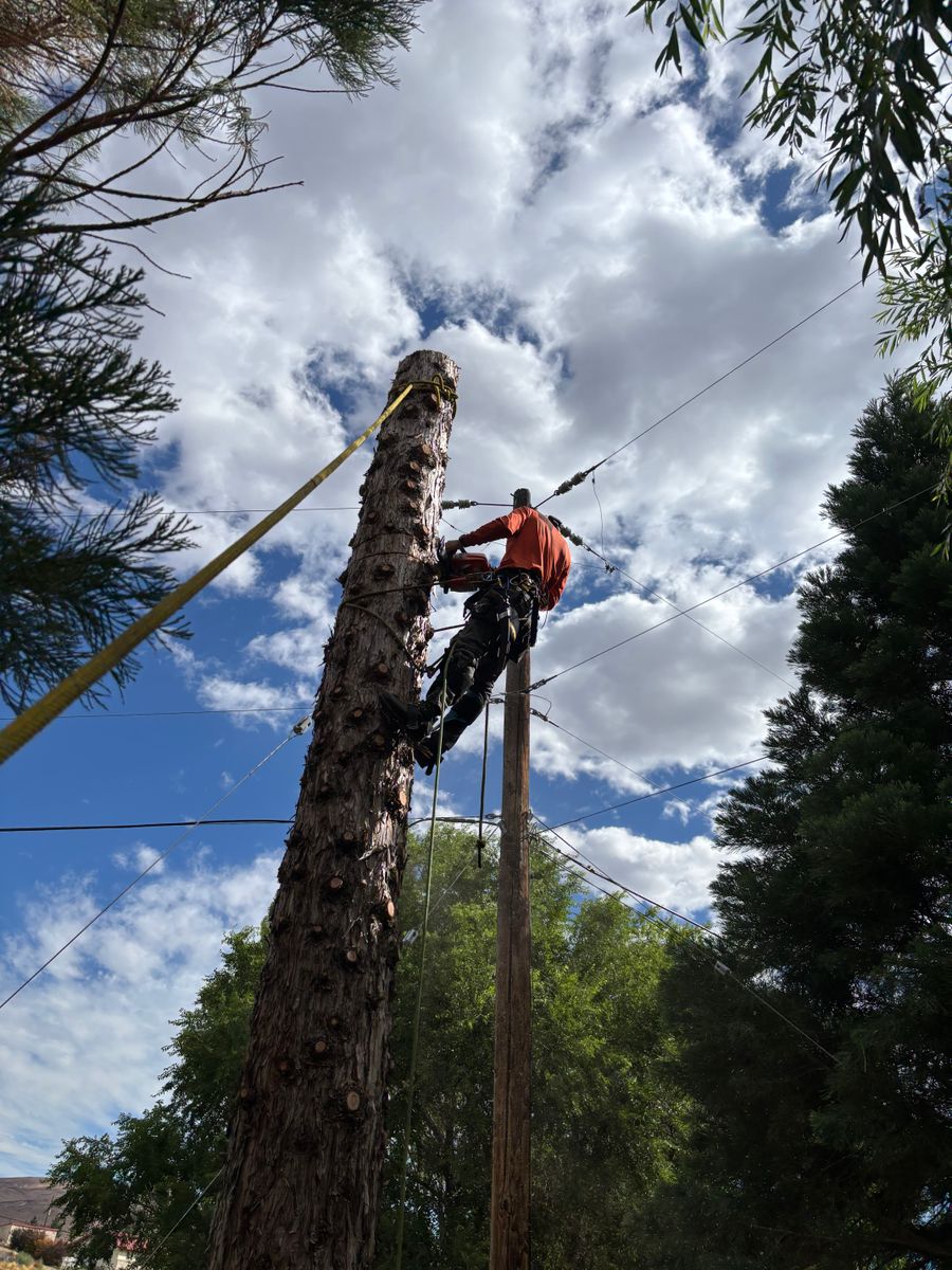 Tree Trimming for Ascension Tree Care LLC in Yakima County, WA
