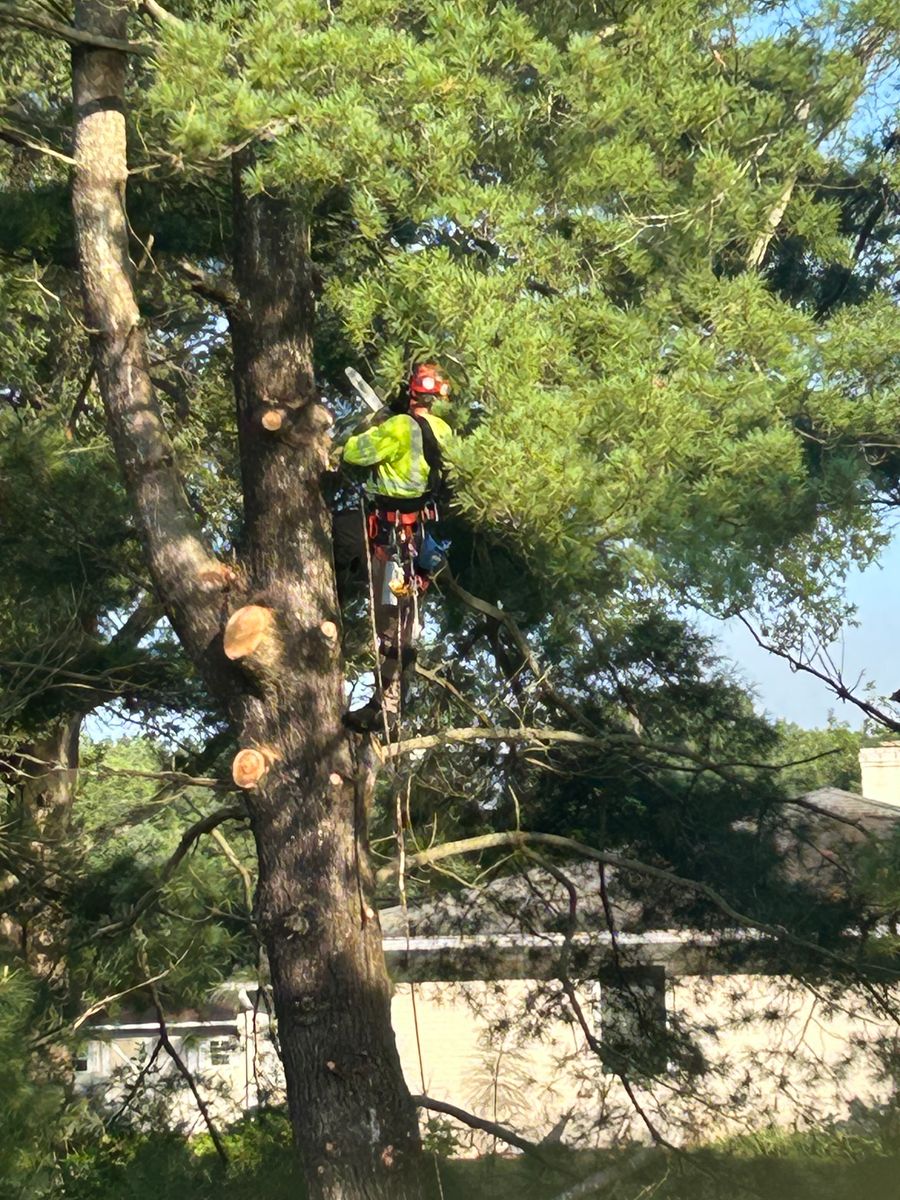 Tree Removal and Limbing  for The Whole 9 Yards Landscape VA in Heathsville, VA
