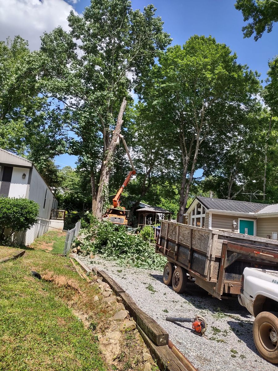 Tree Removal for Country Cutters Tree Service in Prince George, VA