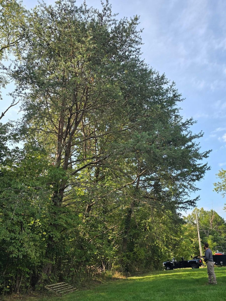 Tree Trimming for M&L Lumber and Excavating in Jonesborough, TN
