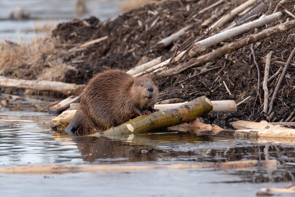 Beaver trapping for Wildlife Predator LLC in Lugoff, SC