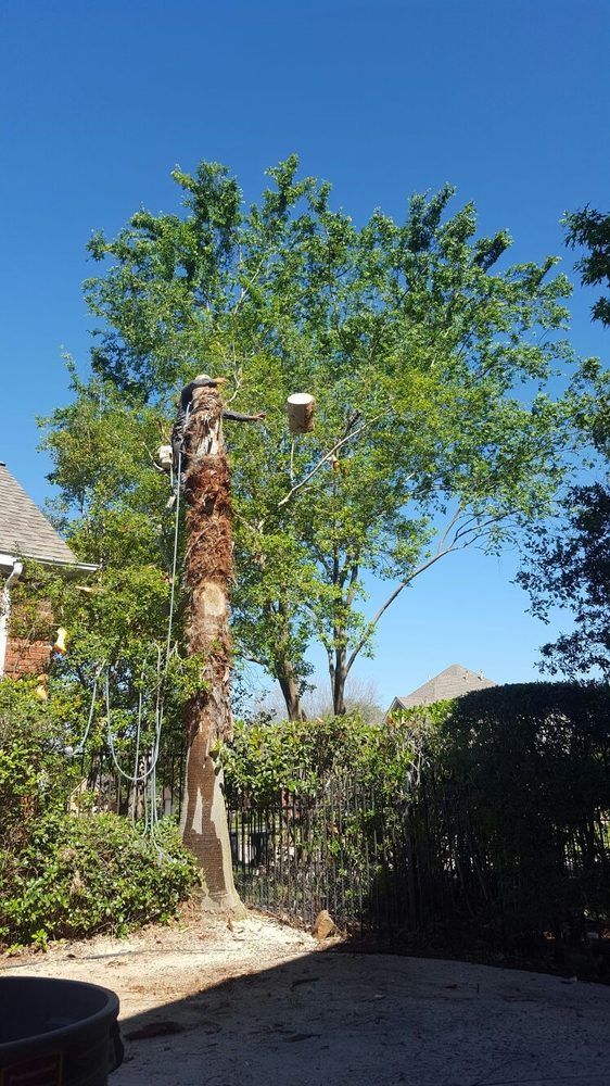 Tree Removal for Greenfield Tree Services in Manvel, TX