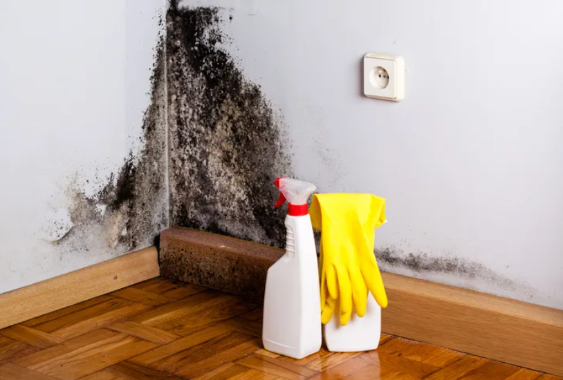 Mold Remediation for All Clear Restoration in Clallam County, WA