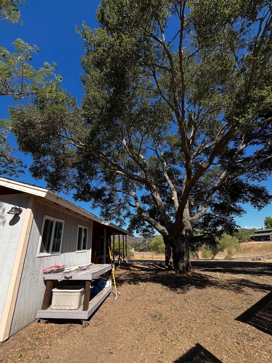 Tree Removal for A1 Junk & Tree Solutions, LLC in Paso Robles, CA