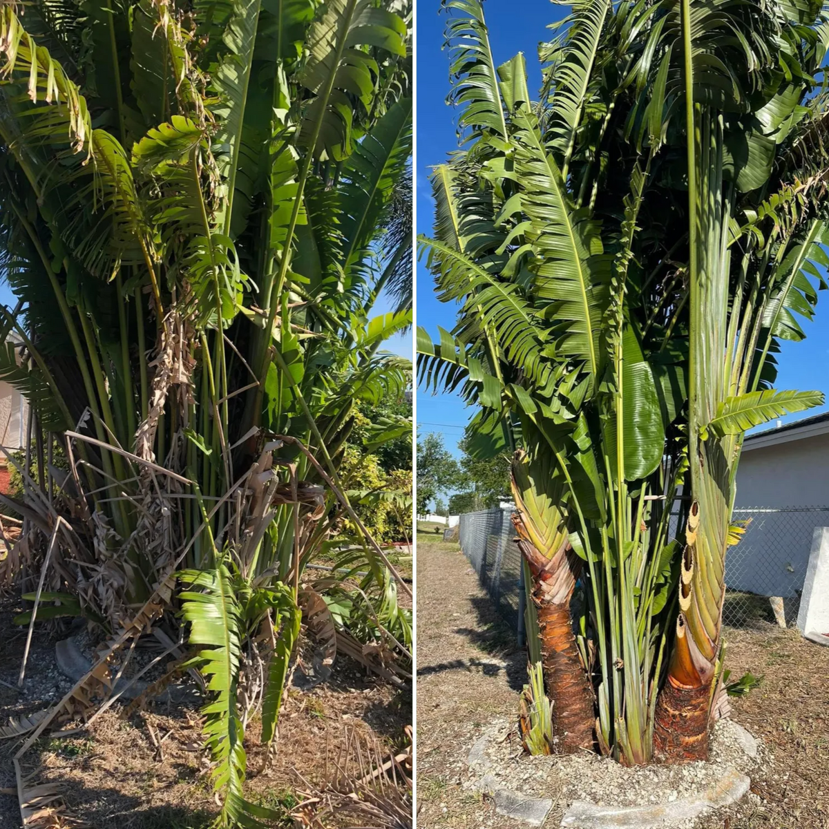 Palm Trimming for Lawn Caring Guys in Cape Coral, FL