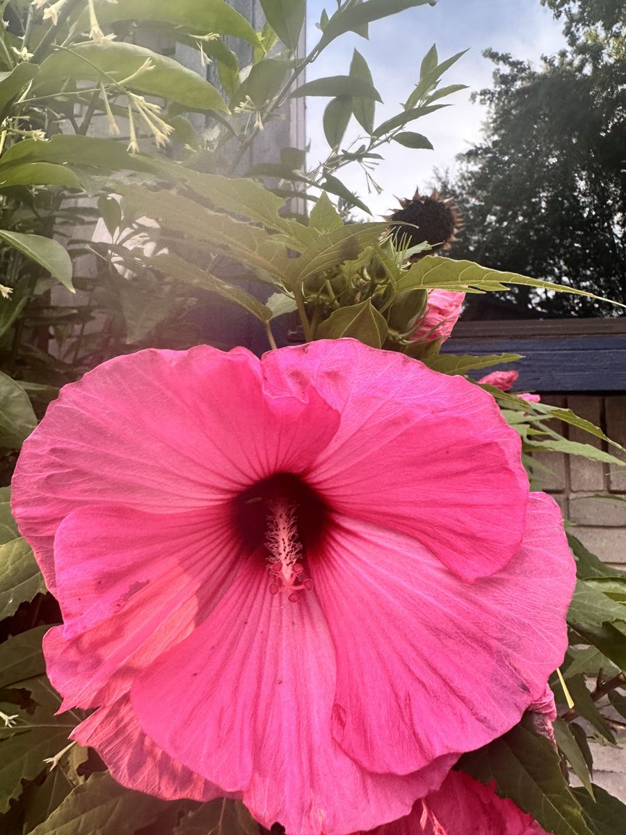 Landscape Installation for Atlas Land Design in Creekside Park, TX