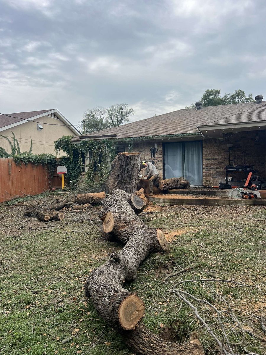 Tree Removal for Braun Tree Service in Floresville, Texas