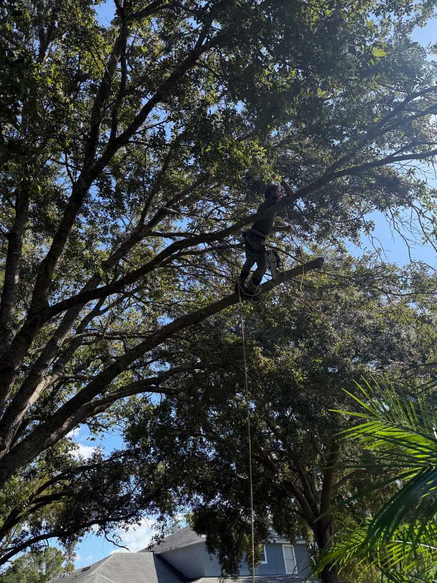Tree Pruning for Amerigrown Tree And Lawn in Apopka, FL