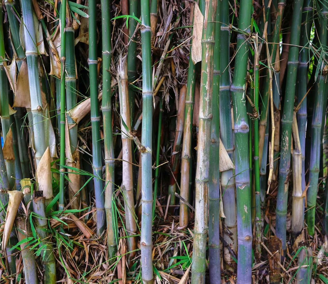 Bamboo Removal for Busy Beaver Stump Removal, Inc in Clearwater, FL