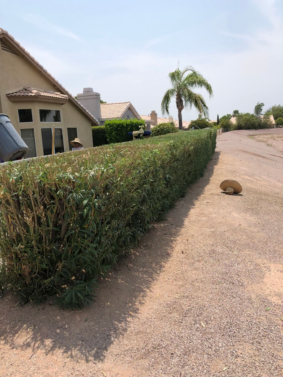 Shrub Trimming for Revolution Landscape Construction in Mesa, AZ