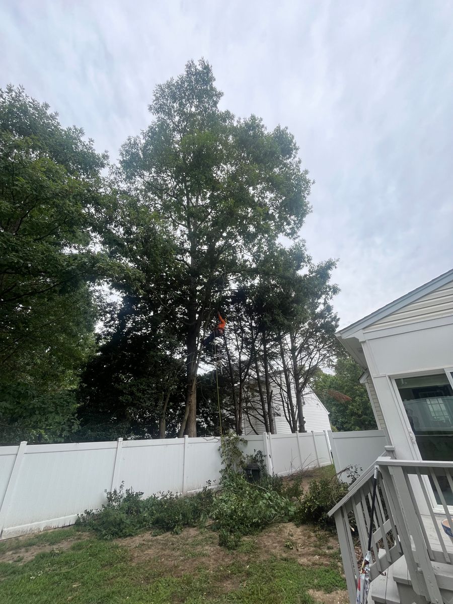 Tree Trimming for Ricky's Tree Service & Property Care in Orange, VA