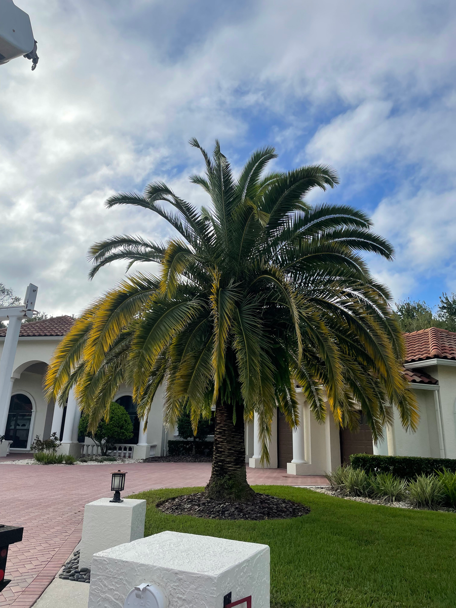 Tree Trimming for EB Trees and Landscape in Lutz, FL