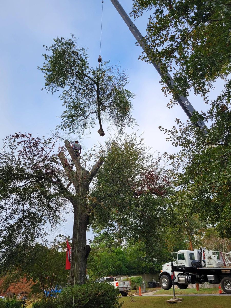 Tree Removal for Trees Unlimited of the CSRA in Augusta, GA