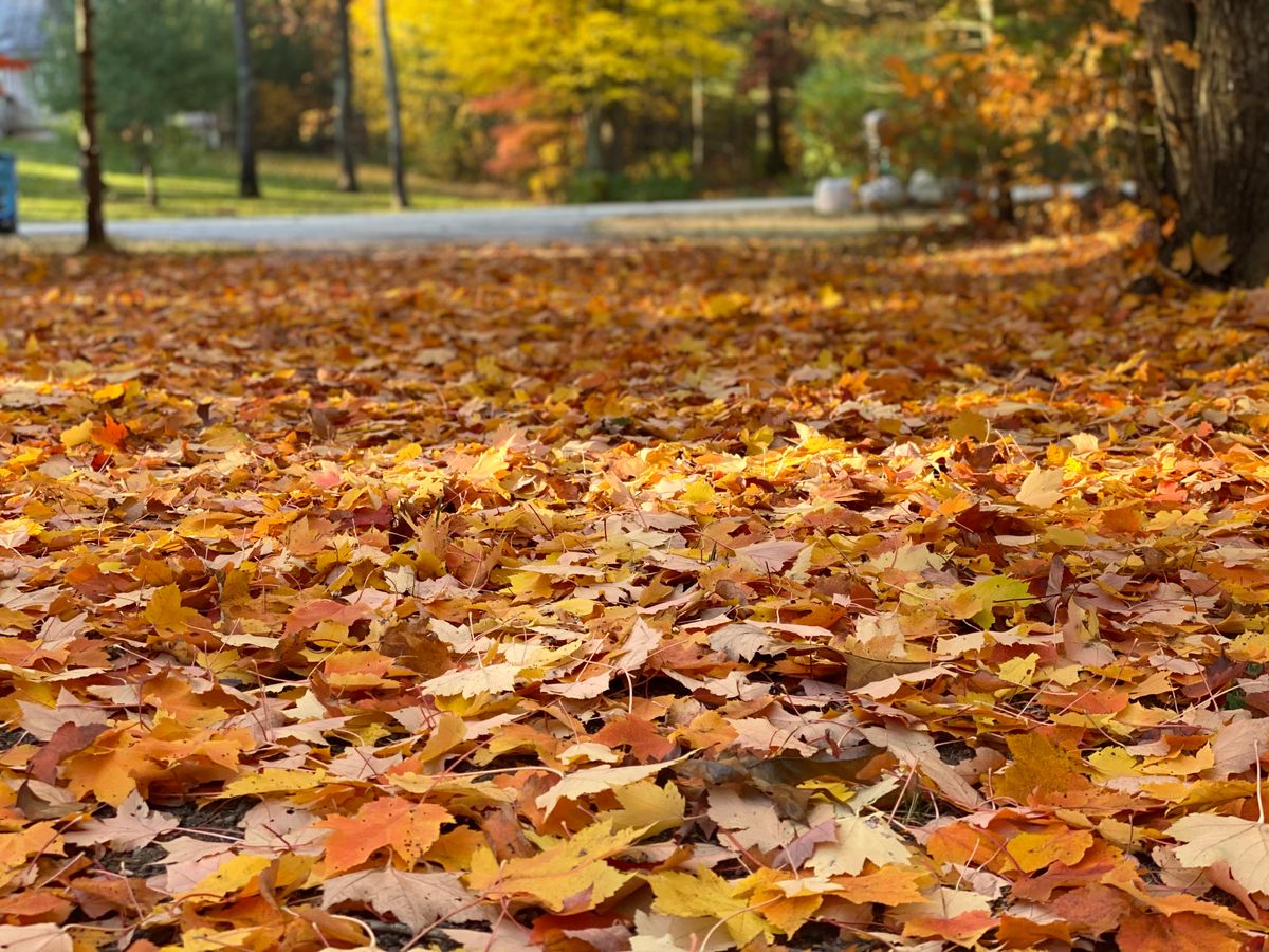 Spring & Fall Clean Up for Greenscape Lawns in Montague, MI