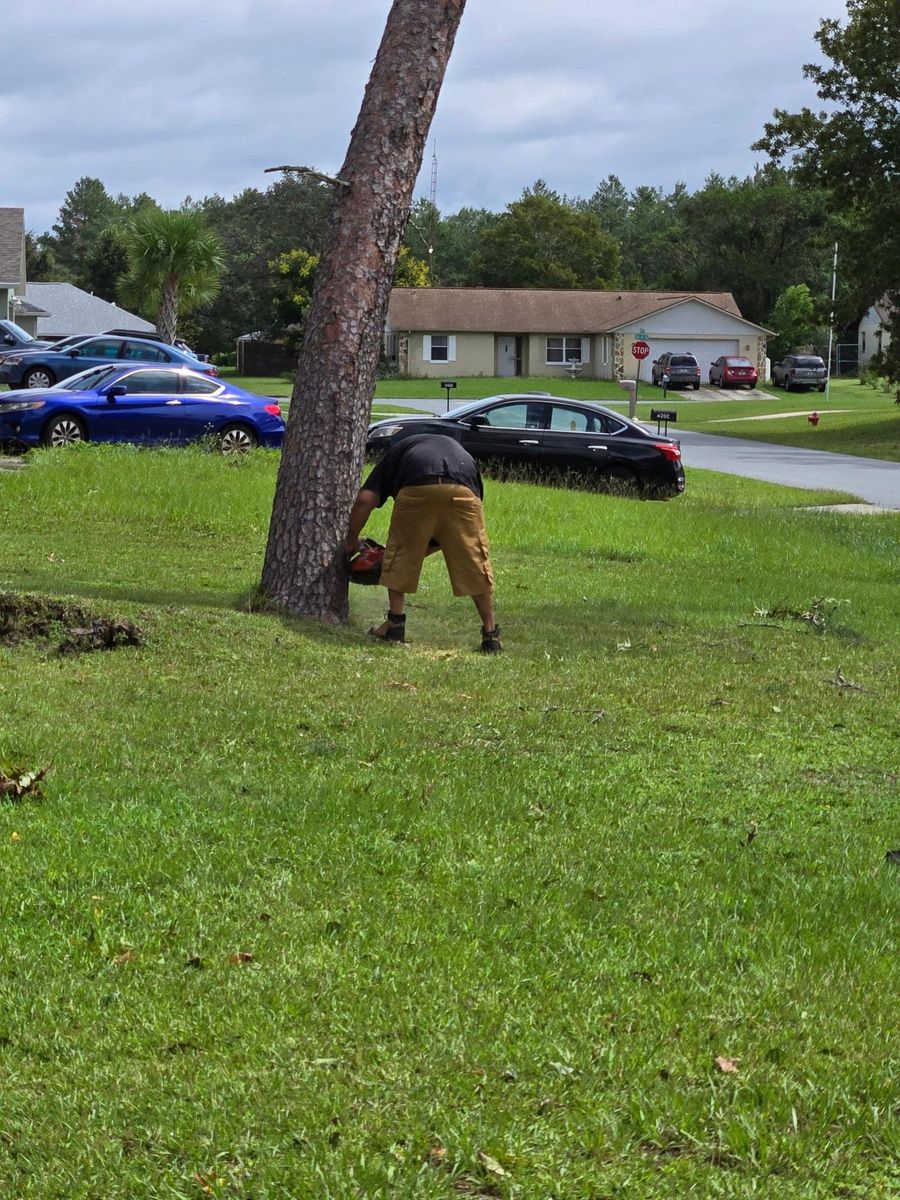 Tree Removal for All Around Guys LLC in Ocala, FL
