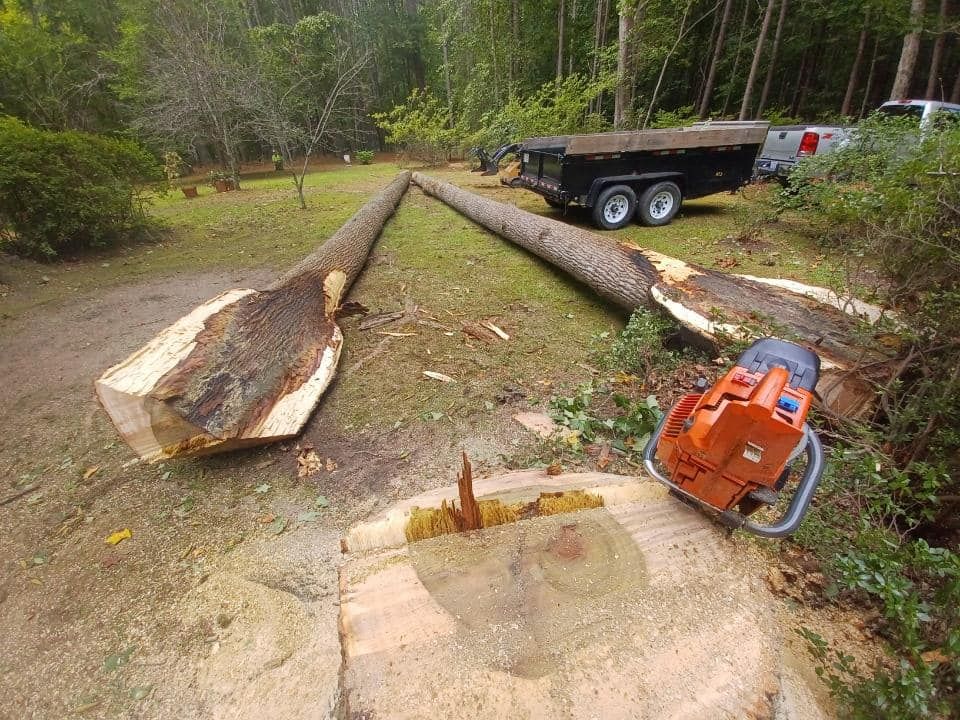 Tree Removal for MTJ Tree Removal LLC in Zebulon, NC