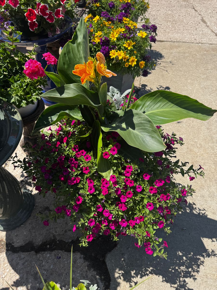 Gardening for Mayfield Landscaping in Staunton, IL