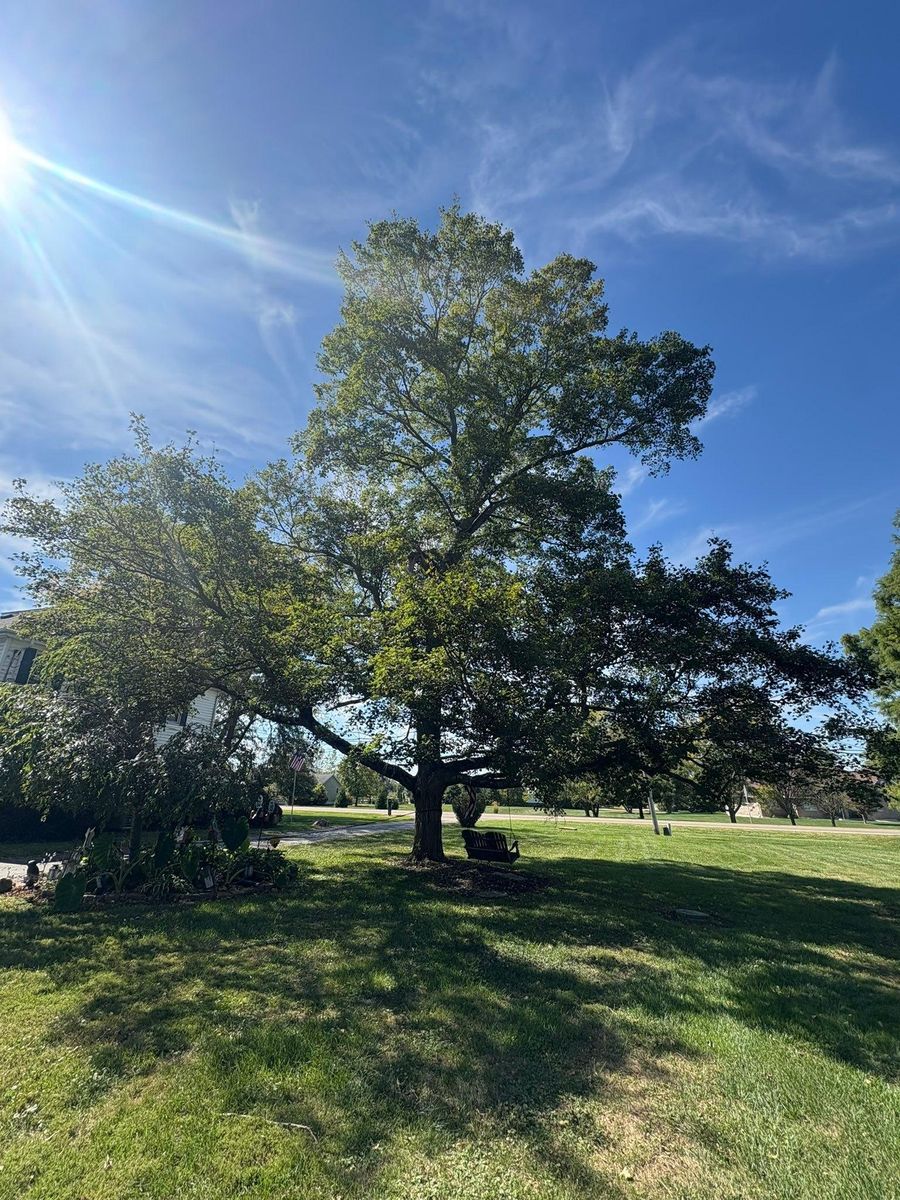 Tree Trimming for Dig-It Tree Company in Mason, OH