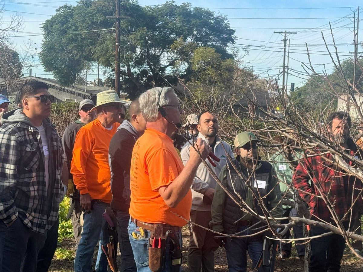 Fruit Tree Pruning for The Tree Fairy in Julian, CA