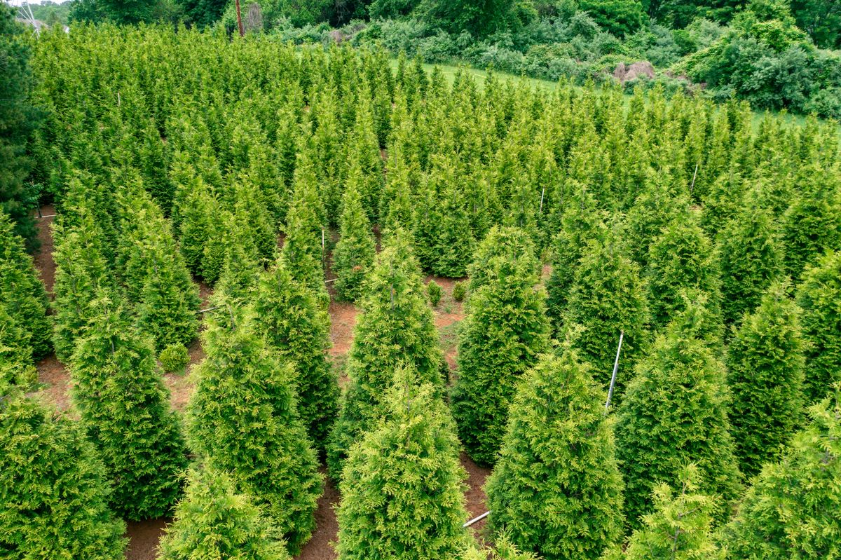 Green Giant Nursery for  in Morristown, NJ