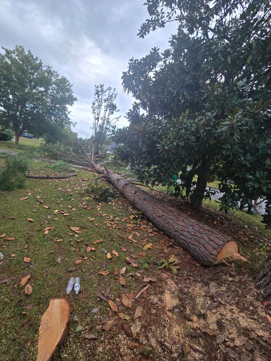 Tree Removal for Southern Shade Property Service in Ray City, GA