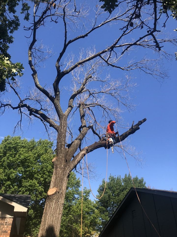 Tree Removal for Muniz Tree Service in North Richland Hills, TX