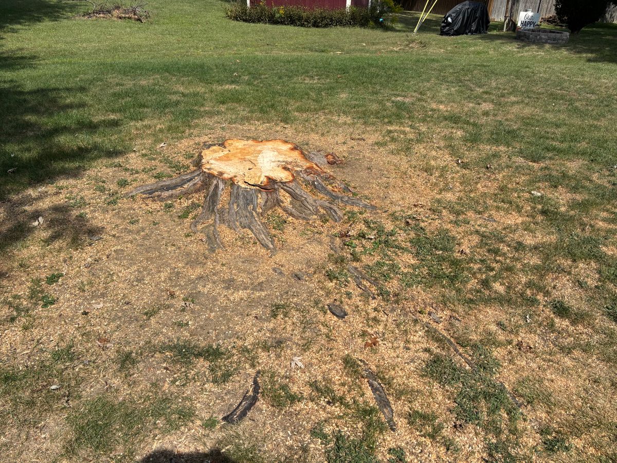 Stump Removal for Conrad's Stump Removal in Columbus, IN