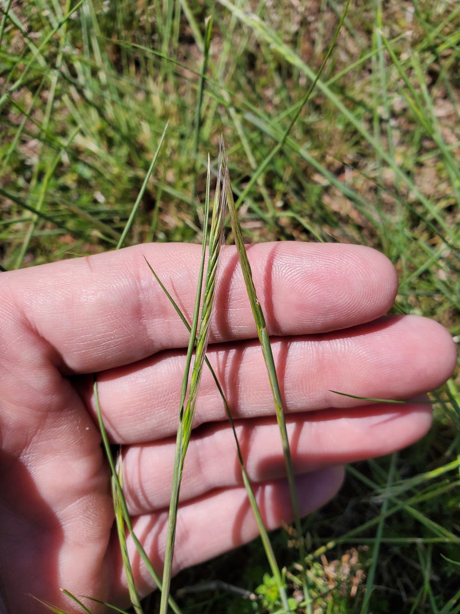 Weed Control and Fertilization for Terra Bites Lawn Service in Jefferson, GA