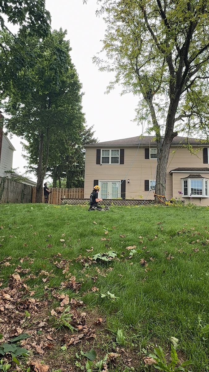 Tree Removal - Westlake for Down To Earth Tree Service, LLC in Westlake, OH