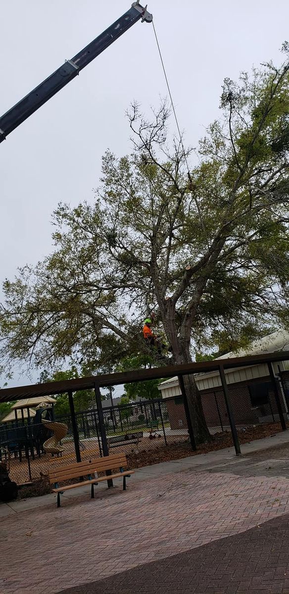 Tree Trimming for Daniel Hickey’s Tree Service in DeLand, FL