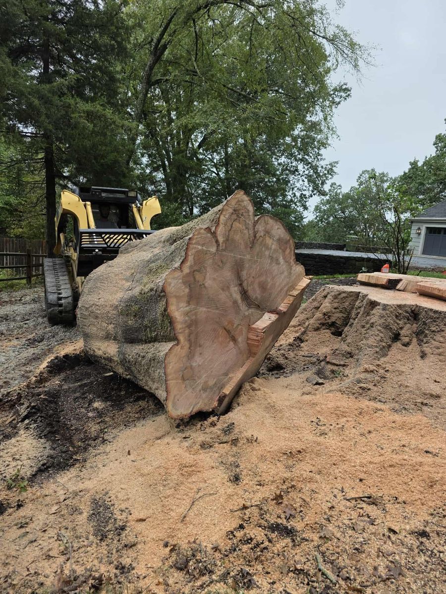 Tree Removal for Smith Tree Experts in Palmyra, VA