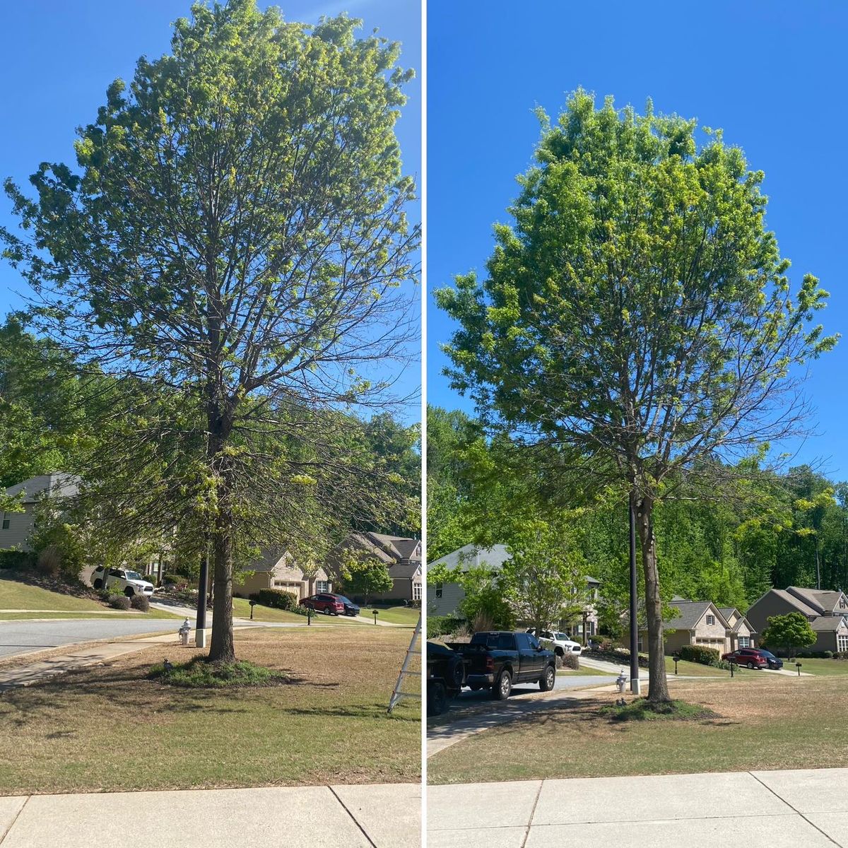 Tree Trimming for Pinedown LLC in Cherokee County, GA